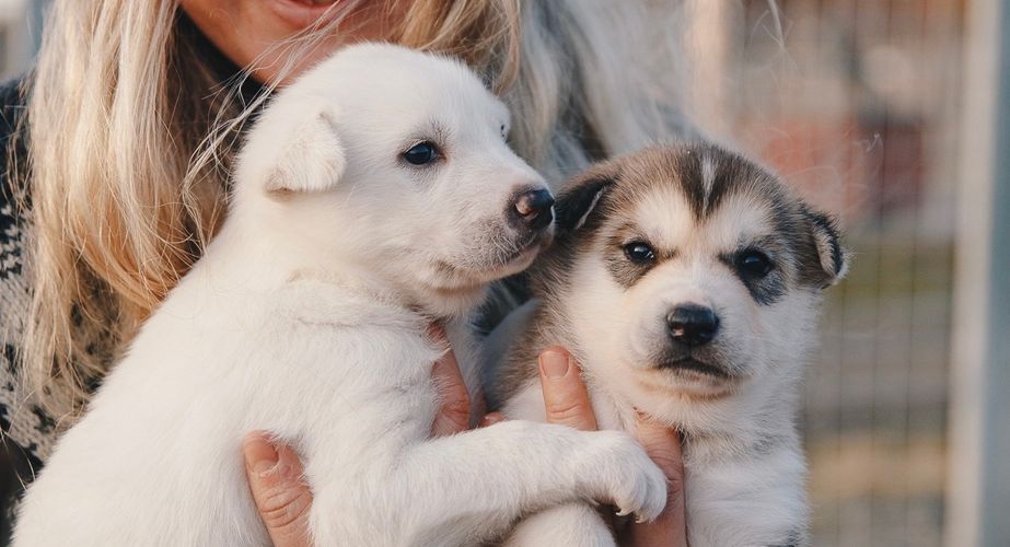 Husky pups